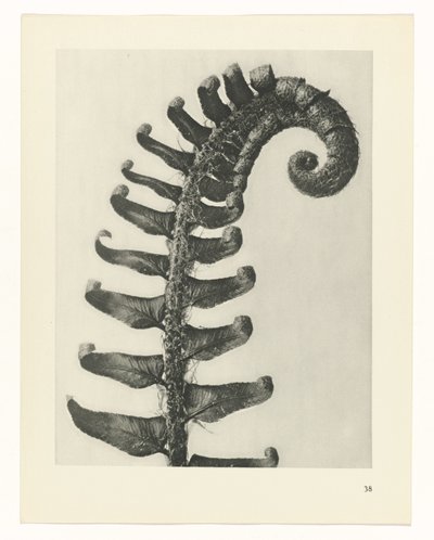 planejar estudo Arquétipos da Arte (título da série) de Karl Blossfeldt