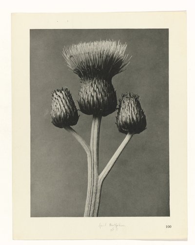planejar estudo Arquétipos da Arte (título da série) de Karl Blossfeldt