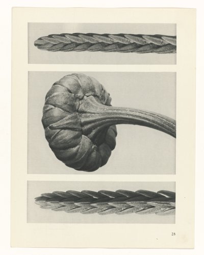 Estudo das plantas
Arquétipos de Arte (título da série) de Karl Blossfeldt