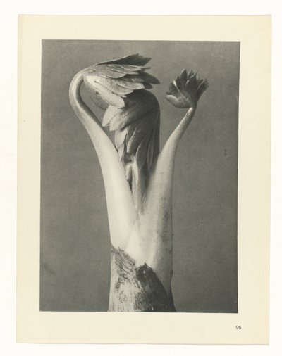 planejar estudo Arquétipos da Arte (título da série) de Karl Blossfeldt
