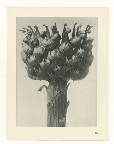 planejar estudo Arquétipos da Arte (título da série) de Karl Blossfeldt