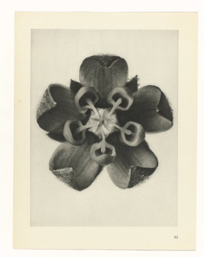 Estudo das plantas
Arquétipos de Arte (título da série) de Karl Blossfeldt