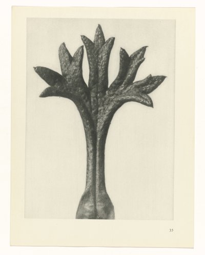 Estudo das plantas
Arquétipos de Arte (título da série) de Karl Blossfeldt