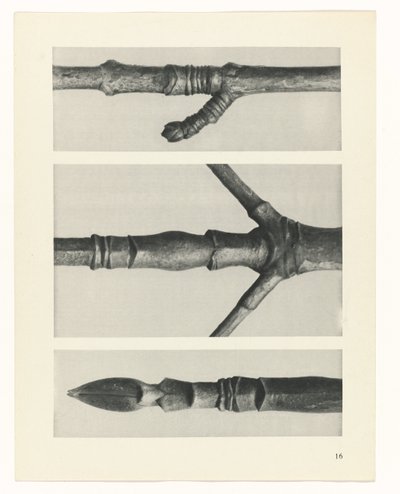 Estudo das plantas
Arquétipos de Arte (título da série) de Karl Blossfeldt