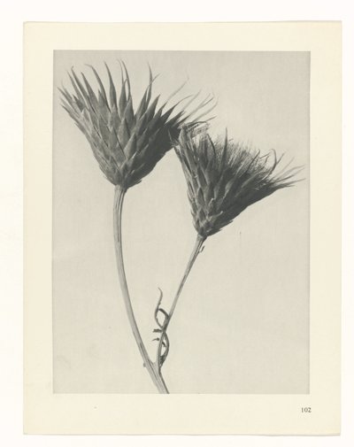 planejar estudo Arquétipos da Arte (título da série) de Karl Blossfeldt