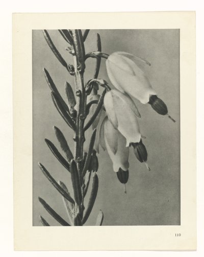 Estudo das plantas
Arquétipos de Arte (título da série) de Karl Blossfeldt