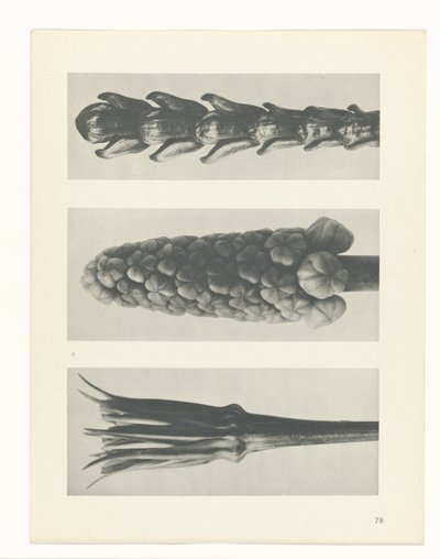 Estudo das plantas
Arquétipos de Arte (título da série) de Karl Blossfeldt