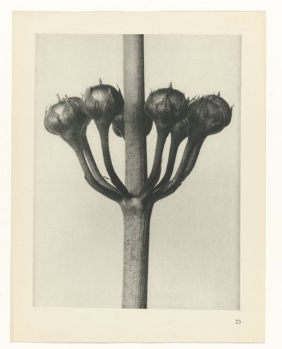 Estudo das plantas
Arquétipos de Arte (título da série) de Karl Blossfeldt