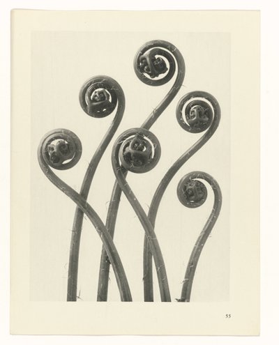planejar estudo Arquétipos da Arte (título da série) de Karl Blossfeldt