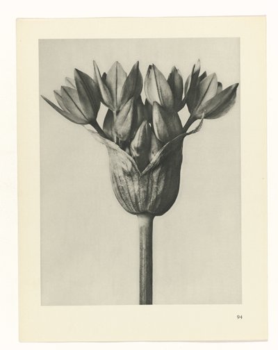 planejar estudo Arquétipos da Arte (título da série) de Karl Blossfeldt