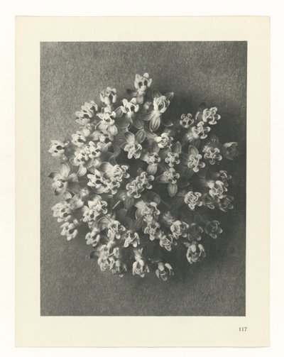 Estudo das plantas
Arquétipos de Arte (título da série) de Karl Blossfeldt