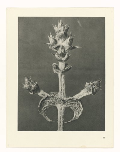 planejar estudo Arquétipos da Arte (título da série) de Karl Blossfeldt