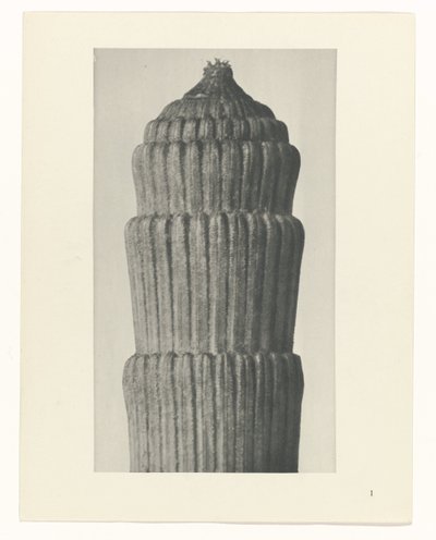 Estudo do plano, Equisetum hiemale Arquétipos da Arte (título da série) de Karl Blossfeldt