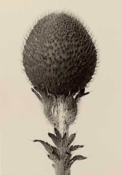 [Planta bulbosa espinhosa] de Karl Blossfeldt