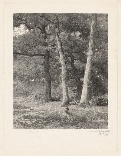 Uma Clareira Florestal de Karl Bodmer