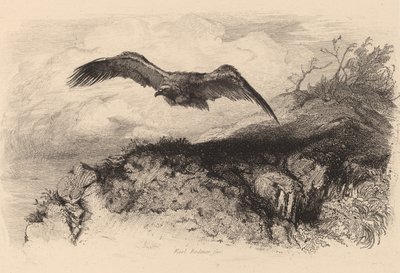 Águia em voo. de Karl Bodmer