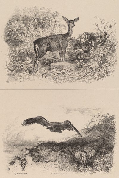 Corça, Águia. de Karl Bodmer