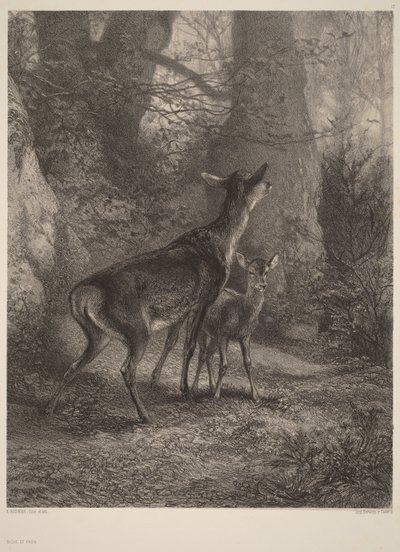 Corça e cria de Karl Bodmer