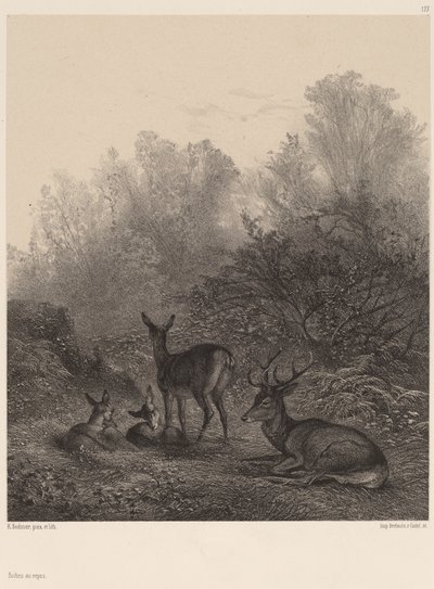Biches au repos de Karl Bodmer