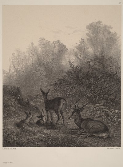 Cervas em repouso de Karl Bodmer
