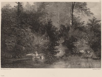 Patos, 18611866. de Karl Bodmer