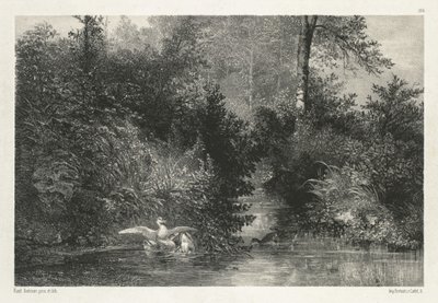 Canards Ducks. de Karl Bodmer