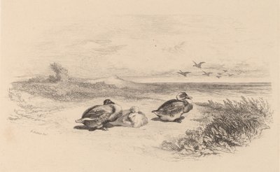 Patos Selvagens. de Karl Bodmer