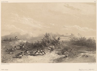 Patos Selvagens. de Karl Bodmer