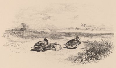 Patos Selvagens. de Karl Bodmer