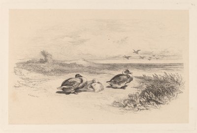 Canards Sauvages de Karl Bodmer