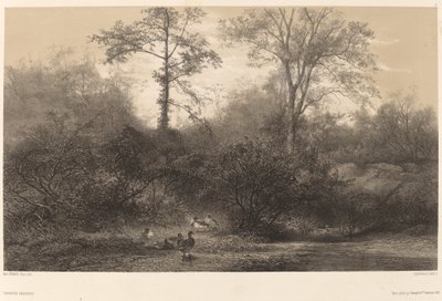 Patos Selvagens de Karl Bodmer