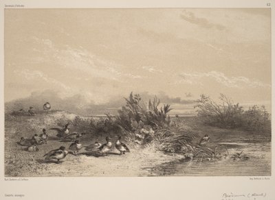 Patos selvagens de Karl Bodmer