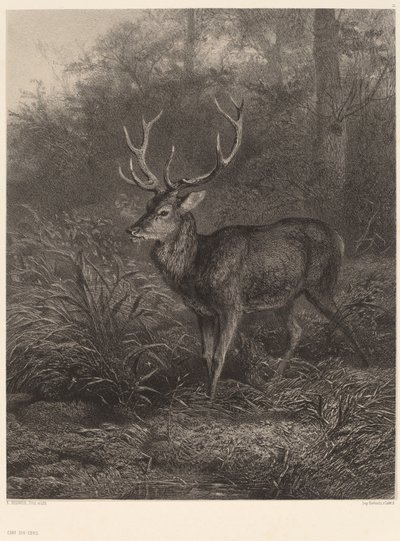 Cerf Dix-Cors de Karl Bodmer