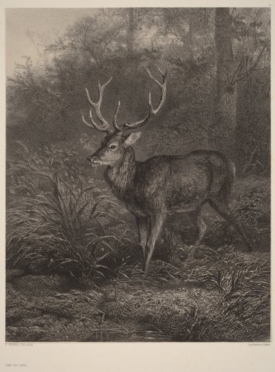 Veado de dez pontas de Karl Bodmer