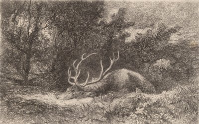 Cerf a la Reposee. de Karl Bodmer