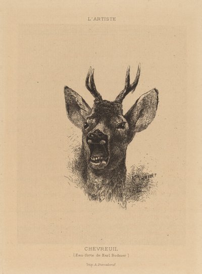 Veado. de Karl Bodmer