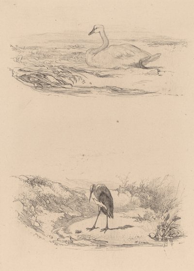 Cisne, garça. de Karl Bodmer