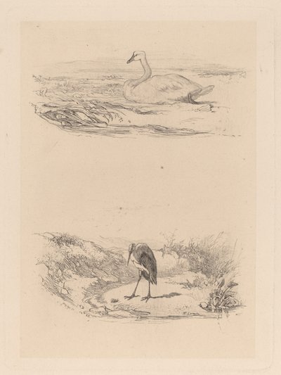 cisne, garça de Karl Bodmer