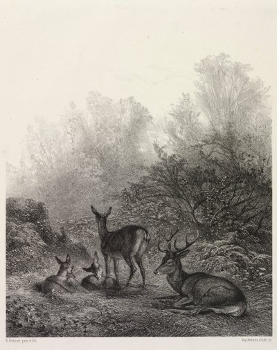 Cervo em repouso de Karl Bodmer