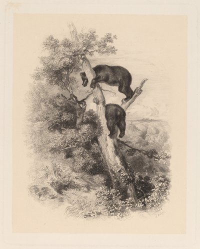 Dois ursos de Karl Bodmer
