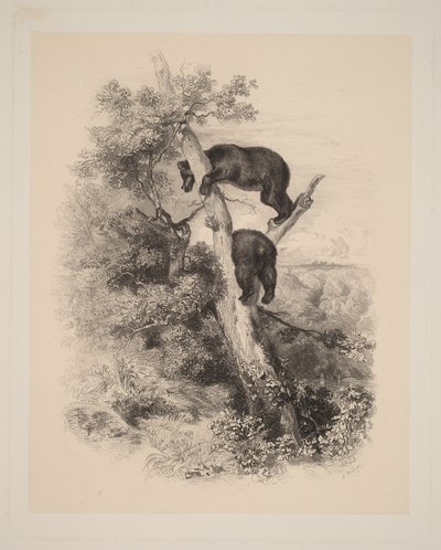 Dois ursos de Karl Bodmer