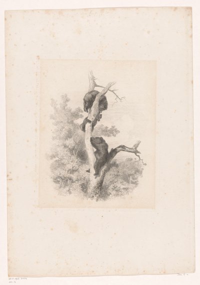 Três ursos numa árvore
Paisagens com animais (título da série) de Karl Bodmer
