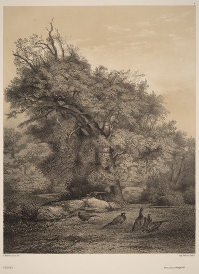 Faisões de Karl Bodmer
