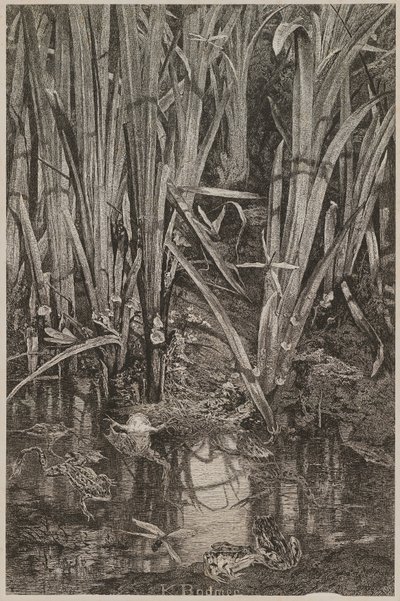 Rãs no pântano de Karl Bodmer
