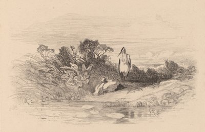 Garças. de Karl Bodmer