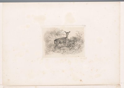 Veado na floresta
Paisagens com animais (título da série) de Karl Bodmer