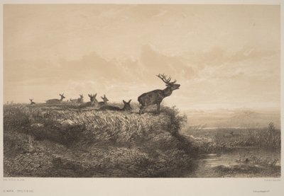 A manhã de Karl Bodmer