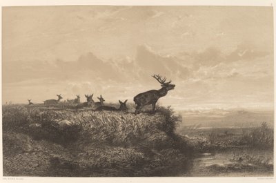 A manhã. Cervos e Hinds. de Karl Bodmer