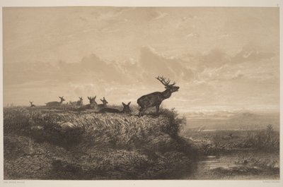 A manhã. Veado e corças de Karl Bodmer
