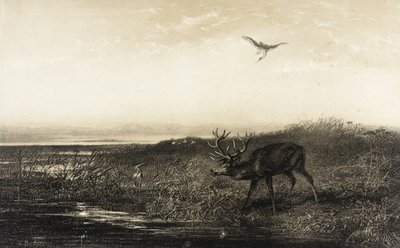 A noite: veado e garças de Karl Bodmer